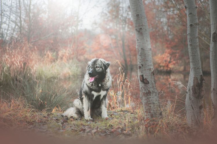 Beautiful caucasian shepherd dog in autumn nature