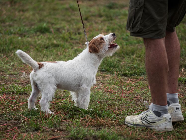 Beautiful dogs at an outdoor dog show. Different dog breeds.