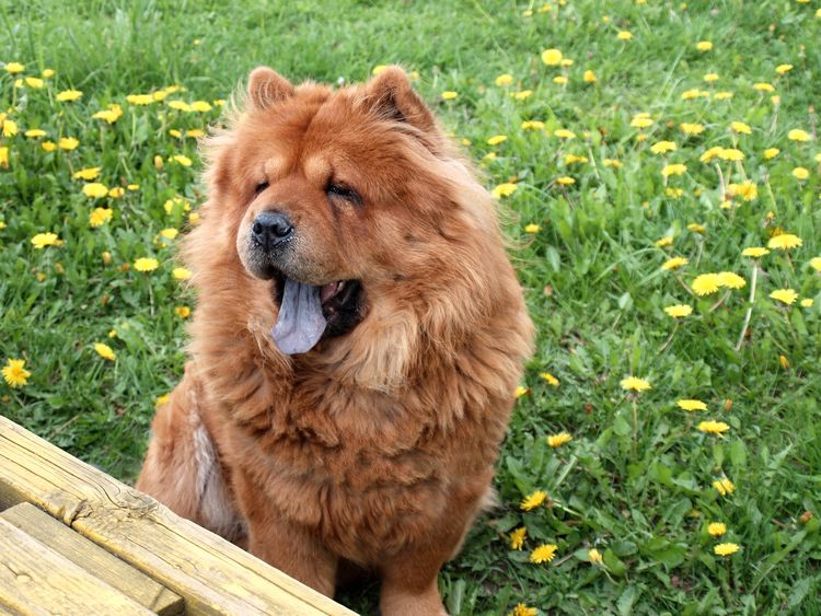 Chow chow dog. Summertime.