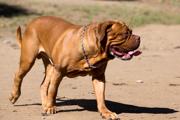 Dogue de Bordeaux walking in Ibirapuera Park