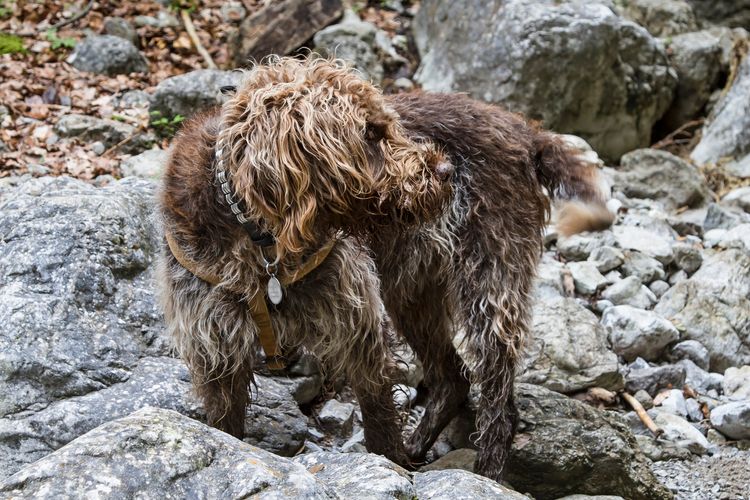 The Griffon is a French dog breed