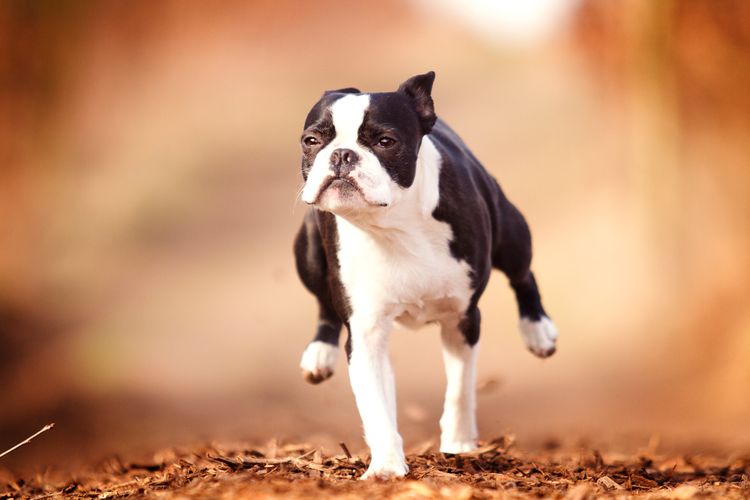 Obedient, beautiful, healthy and young black Boston Terrier