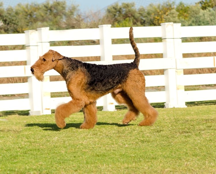 Dog,dog breed,carnivore,airedale terrier,companion dog,fawn,tree,fence,welsh terrier,grass,