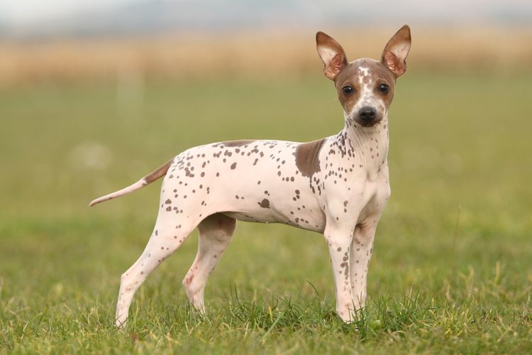 American Hairless Terrier in show position