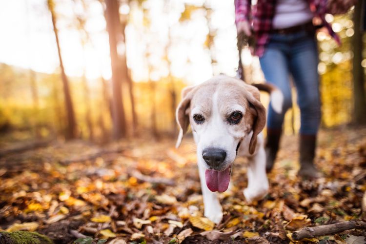 Dog, dog breed, Canidae, mammal, leaf, yellow, muzzle, beagle or begador on leash in forest, autumn, carnivore, nose,