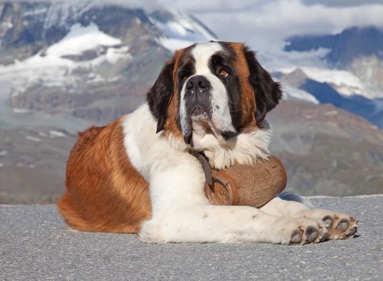 Saint Bernard in the Alps Saint Bernard in the Alps