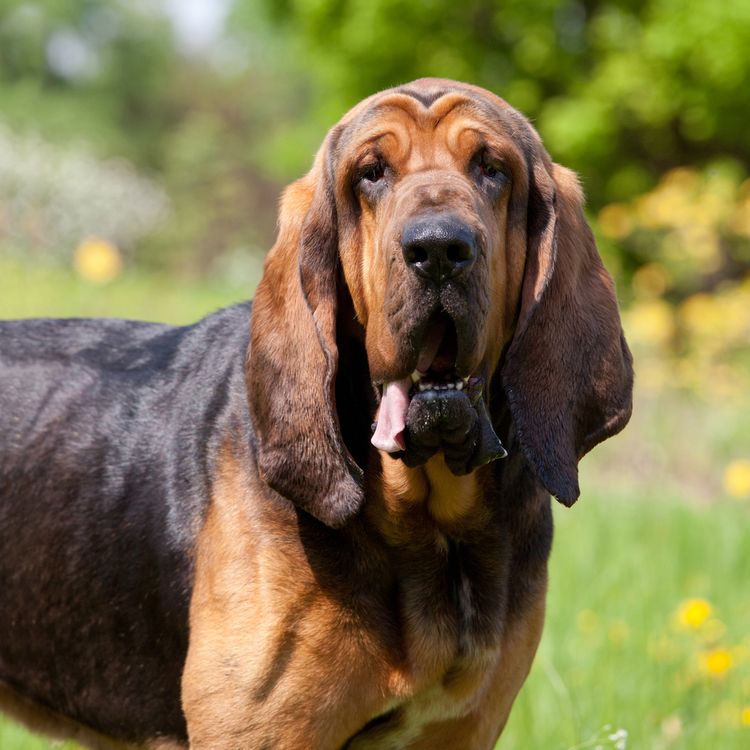 Dog, dog breed, carnivore, plant, liver, bloodhound, fawn, companion dog, grass, muzzle,