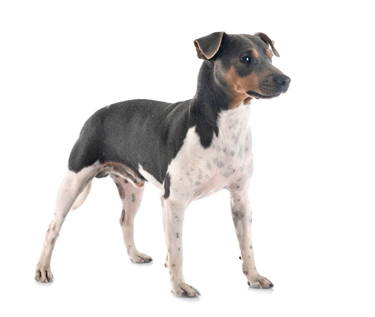 Brazilian terrier against white background