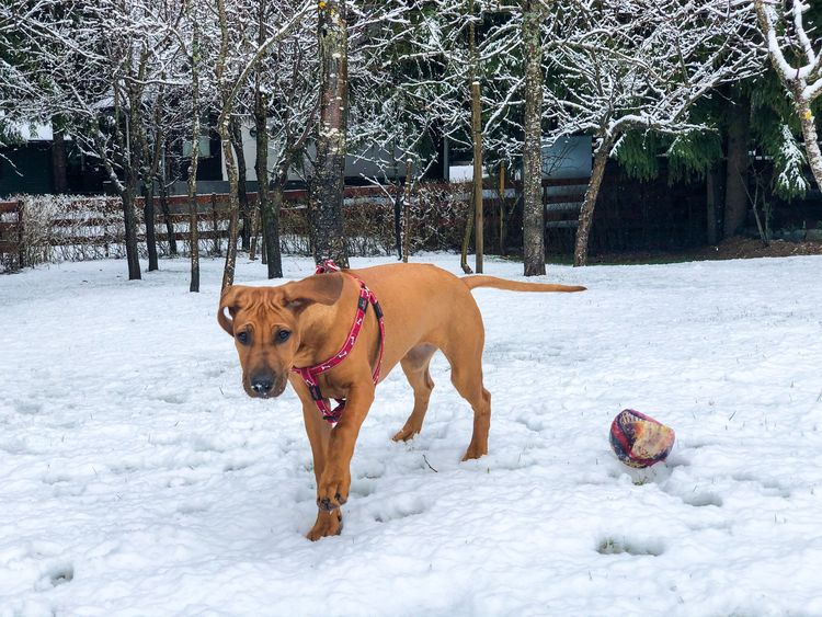 Broholmer in the snow