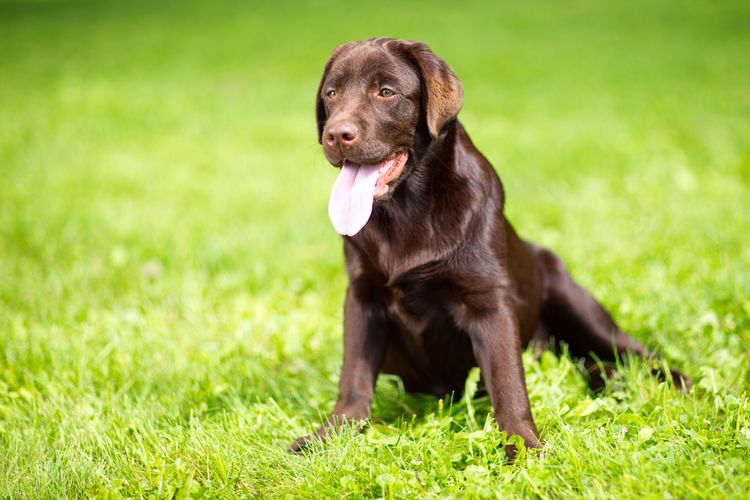 brown labrador in grass Dog, carnivore, liver, dog breed, hunting dog, grass, plant, companion dog, dog collar, retriever,