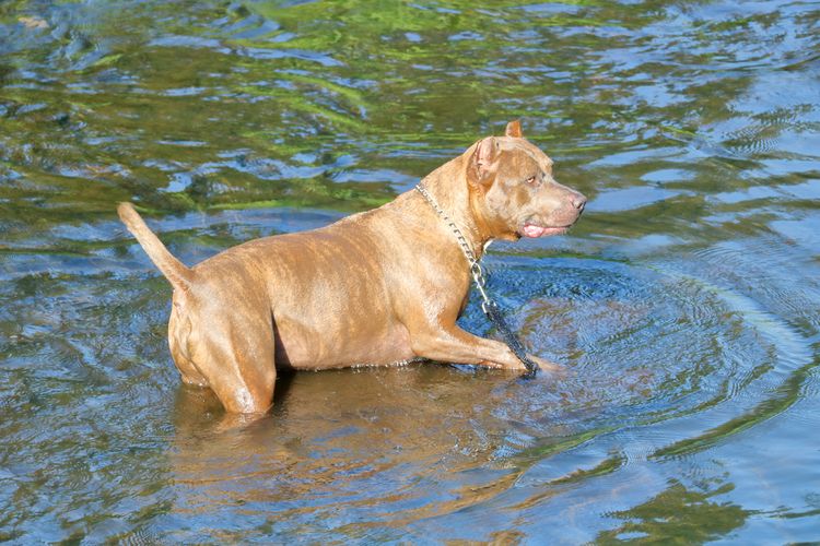 Catahoula Bulldog in water