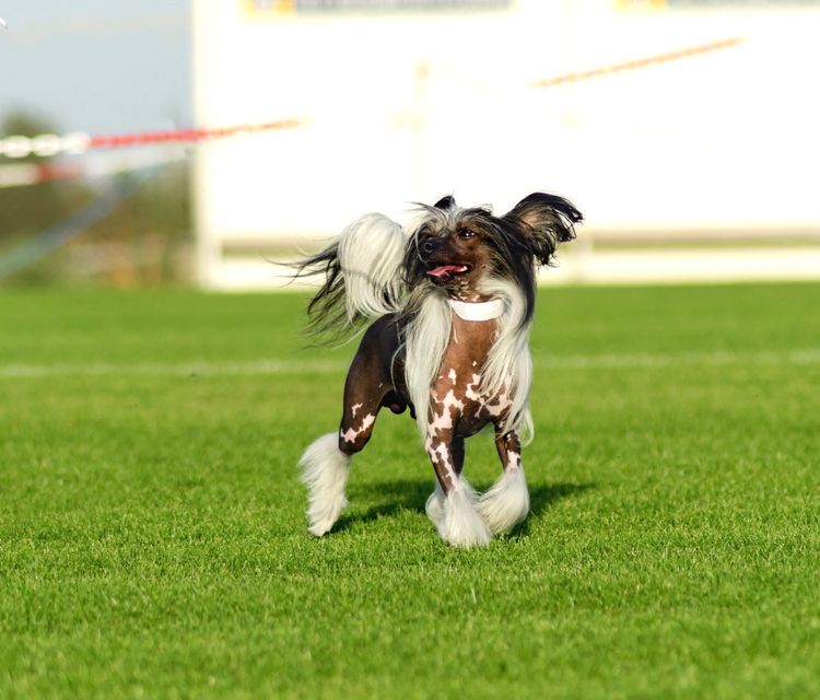 Chinese crested dog running on meadow
