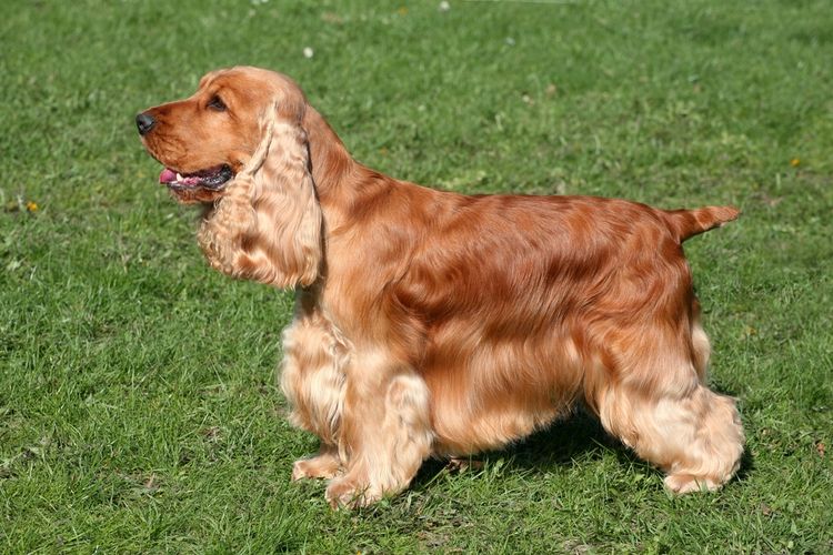 Dog, dog breed, carnivore, liver, companion dog, fawn, grass, muzzle, working animal, spaniel,