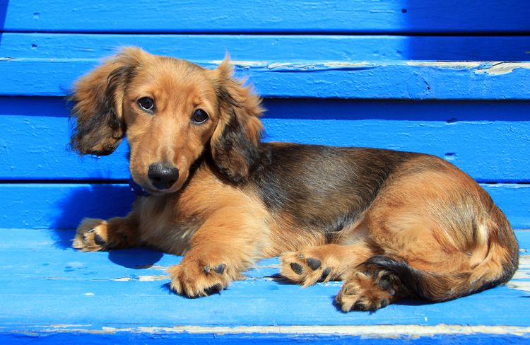 Dachshund Dog,Blue,Carnivore,Dog breed,Companion dog,Sporting group,Coat,Canidae,Electric blue,Working dog,