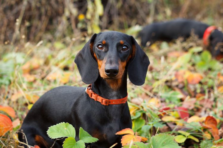 Dachshund loh Dog eats earth