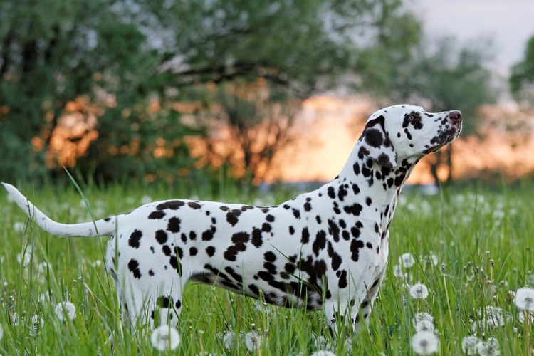 Dog,nature,dog breed,carnivore,natural landscape,grass,fawn,plant,meadow,grassland,