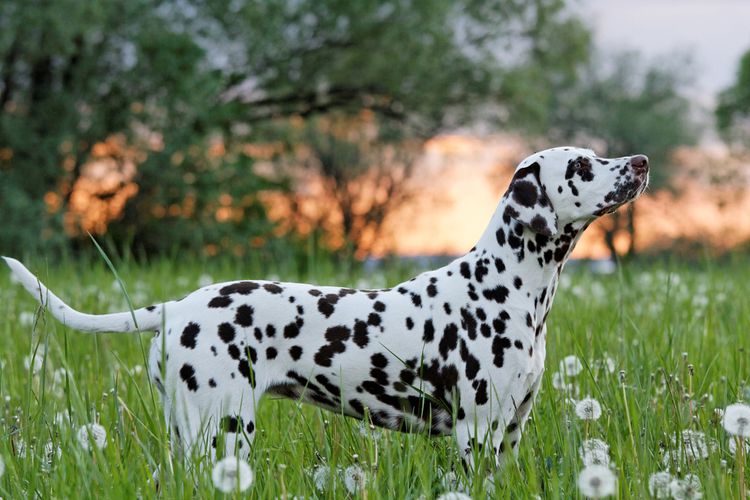 Dalmatian in flower meadow Dog,nature,dog breed,carnivore,natural landscape,grass,fawn,plant,meadow,grassland,