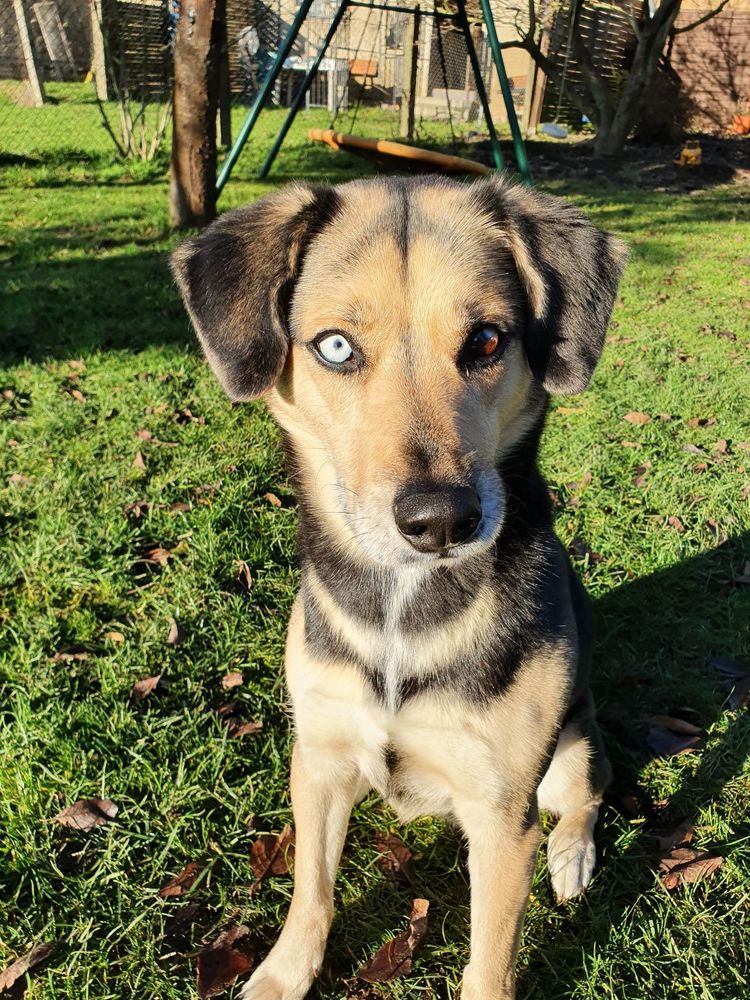 Dog with two eyes colors Beaski Beagle Husky Dog, carnivore, dog breed, plant, grass, fawn, companion dog, muzzle, sports group, ground cover,
