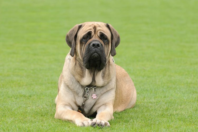 Dog,carnivore,companion dog,grass,dog breed,folds,plant,land animal,collar,English Mastiff,