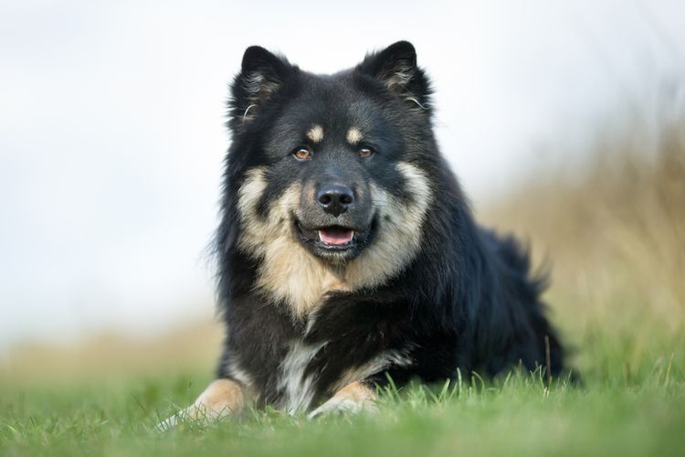 Dog,carnivore,dog breed,sky,companion dog,muzzle,herding dog,grass,working animal,canidae,