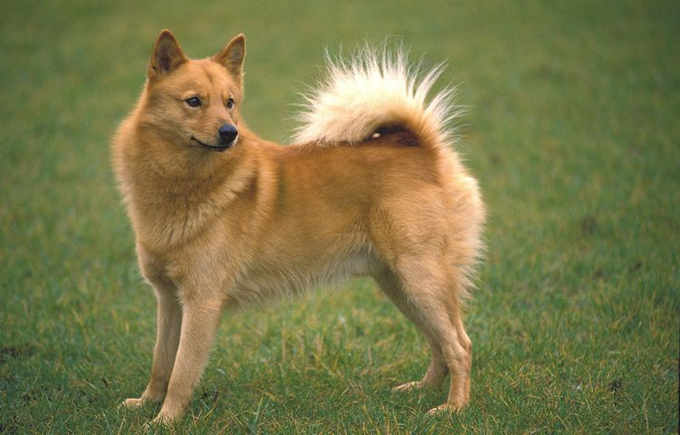 Dog,Carnivore,Dog breed,Companion dog,Fawn,Spitz,Tail,Grass,German spitz medium,Sporting group,