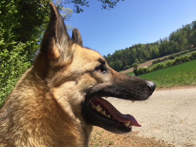 Gerberian Shepsky © Constanze Kowahl Hund, Himmel, Pflanze, Hunderasse, Fleischfresser, Baum, Rehkitz, Fang, Landtier, Arbeitstier,