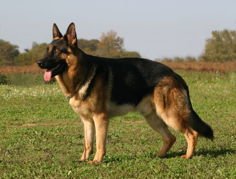 Dog, sky, carnivore, German shepherd, dog breed, fawn, herding dog, grass, tree, muzzle,