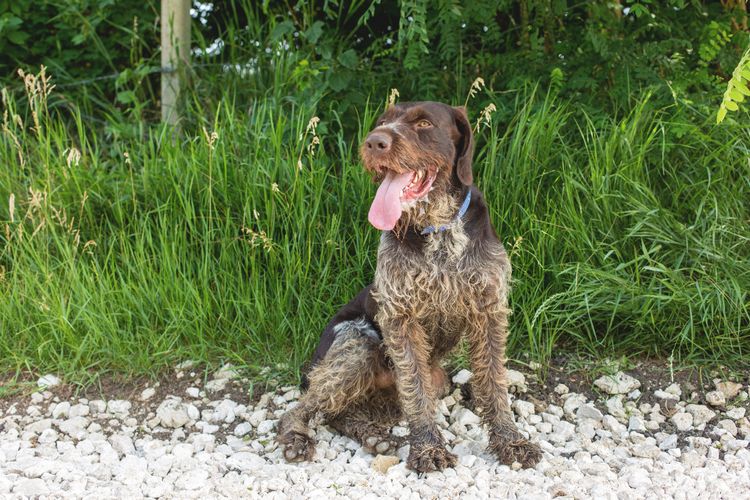 German wire hair spotted brown Dog,Mammal,Vertebrate,Canidae,Dog breed,Carnivore,Braque francais,German longhaired pointer,Sporting Group,Pointing breed,
