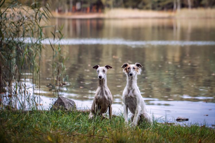 Two greyhounds sitting in front of a lake, longhaired whippet Silken Windsprite dogs and a shorthaired whippet greyhound