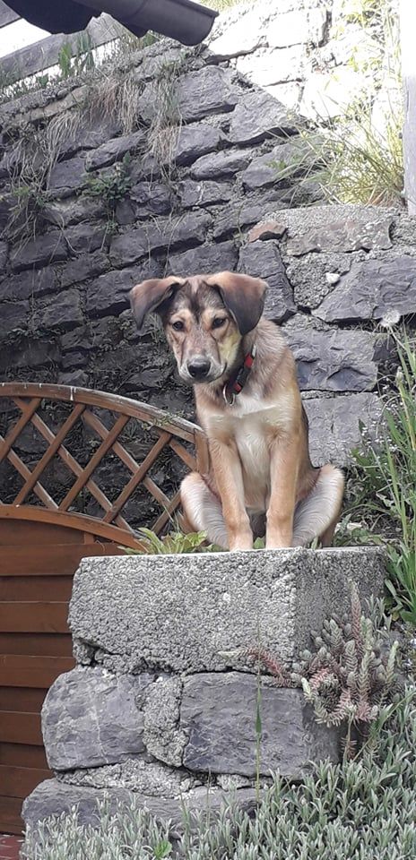 Hanover Husky © Sigrid Döllerer Hund,Hunderasse,Fleischfresser,Pflanze,Rehkitz,Begleithund,Schnauze,Sportliche Gruppe,Arbeitstier,Gras,