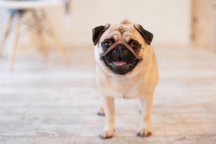 Happy light brown pug (Pug)