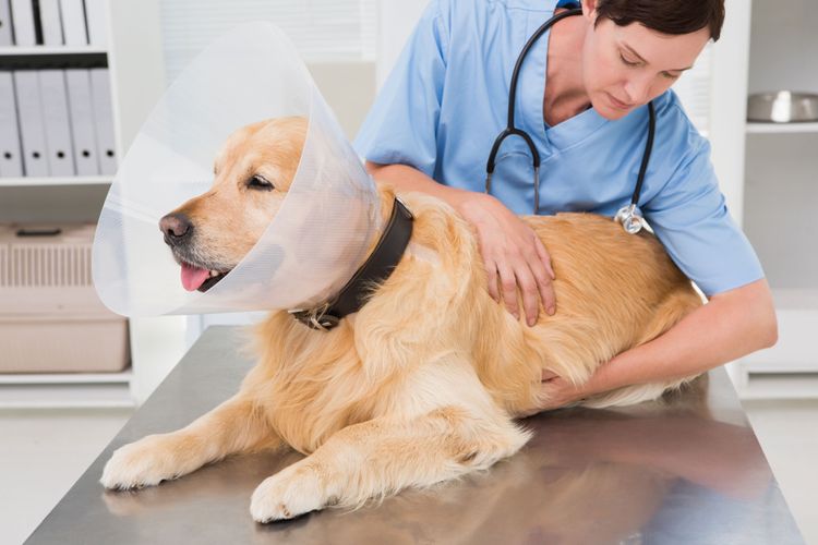 Dog wears neck funnel Put dog to sleep