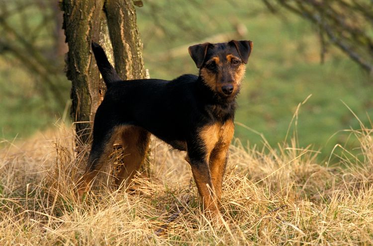 Hunting terrier or German hunting terrier dog