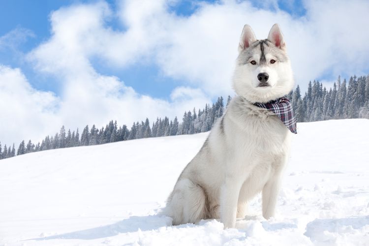 Husky in snow bright Cloud, sky, dog, snow, dog breed, carnivore, tree, ice cap, winter, freeze,