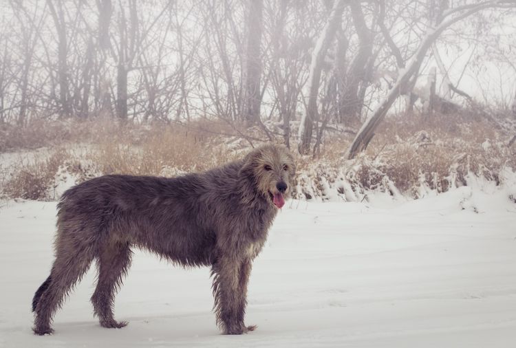 Irish wolfhound in nature in the snow