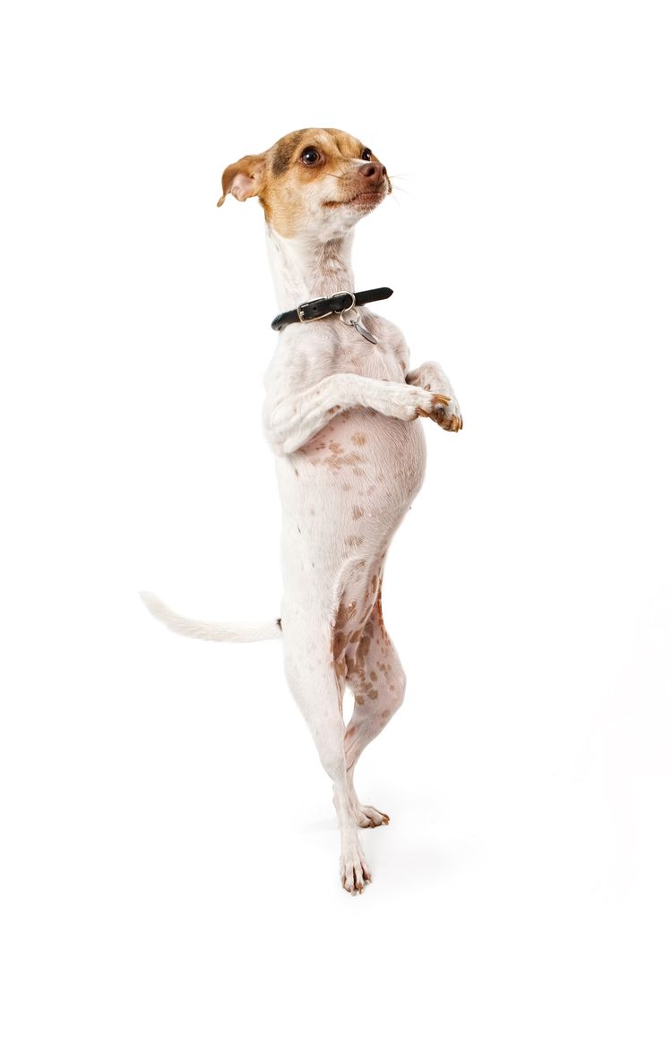 Italian wind chime hybrid Greyhound