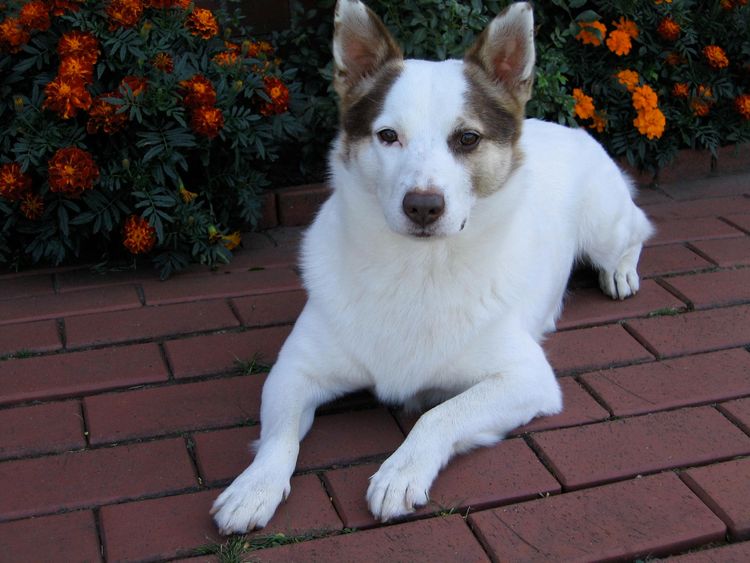 Jack Shepherd Mix Dog, flower, plant, dog breed, carnivore, companion dog, muzzle, tail, grass, whiskers,