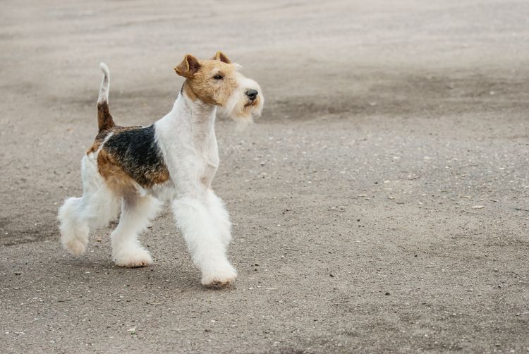 A young fox terrier walks on a paved path.