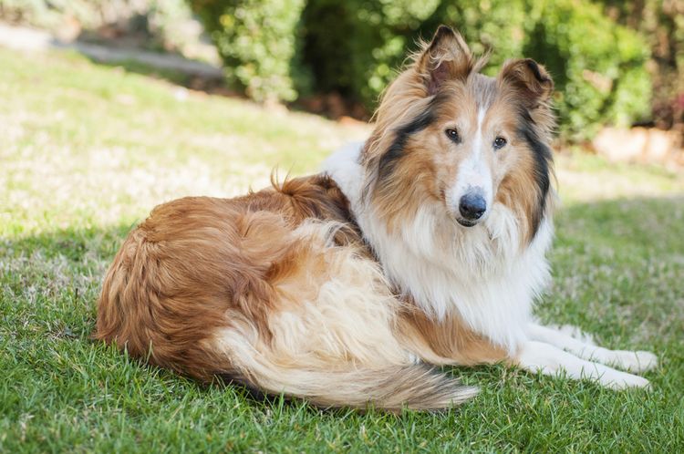 Dog,Rough Collie,Shetland Sheepdog,Carnivore,Collie,Plant,Dog breed,Companion dog,Grass,Herding dog,