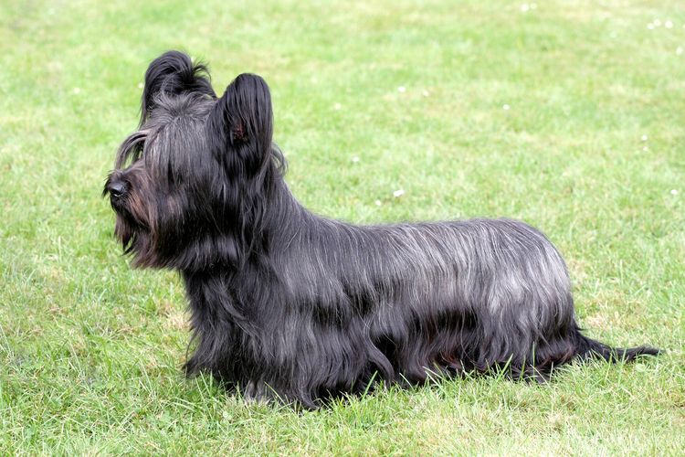 Funny Skye Terrier on the green grass