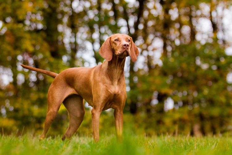 Dog, mammal, vertebrate, Canidae, dog breed, Vizsla, carnivore, pointer breed, sports group, hunting dog from Hungary, Wischla, noble dog, beautiful dog breed, red dog, big brown dog with floppy ears