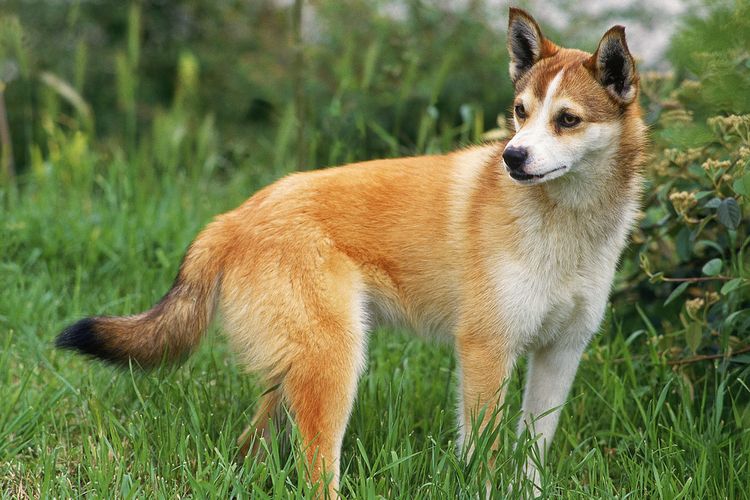 Dog breed, carnivore, fawn, land animal, companion dog, plant, muzzle, tail, grass, whiskers,