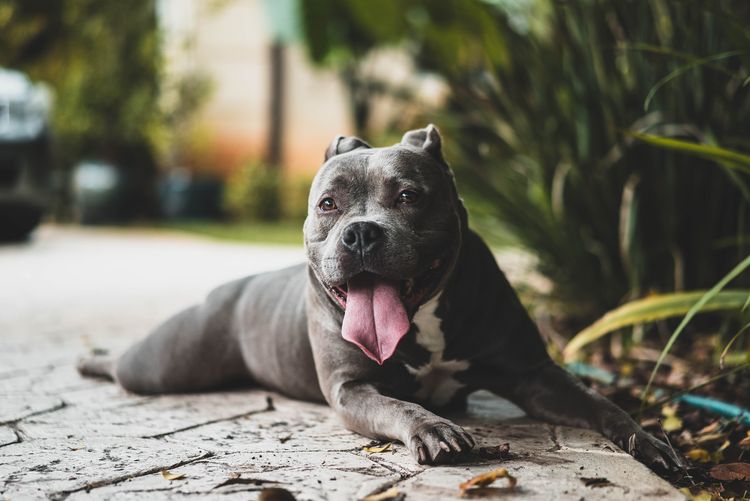 Pit bull lying Pitbull happy