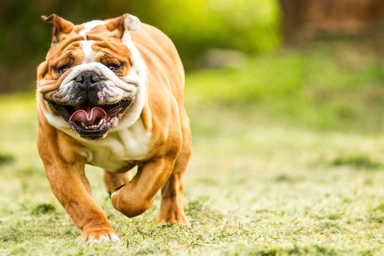 Running English Bulldog