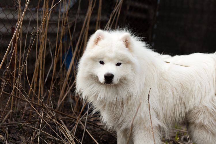 Dog,Spitz,Carnivore,Dog breed,German spitz,German spitz medium,Whiskers,Companion dog,German spitz small,Sporting group,