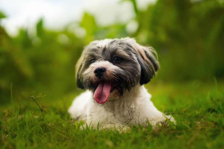 Dog,Dog breed,Carnivore,Liver,Companion dog,Grass,Toy dog,Snout,Sporting group,Shih tzu,