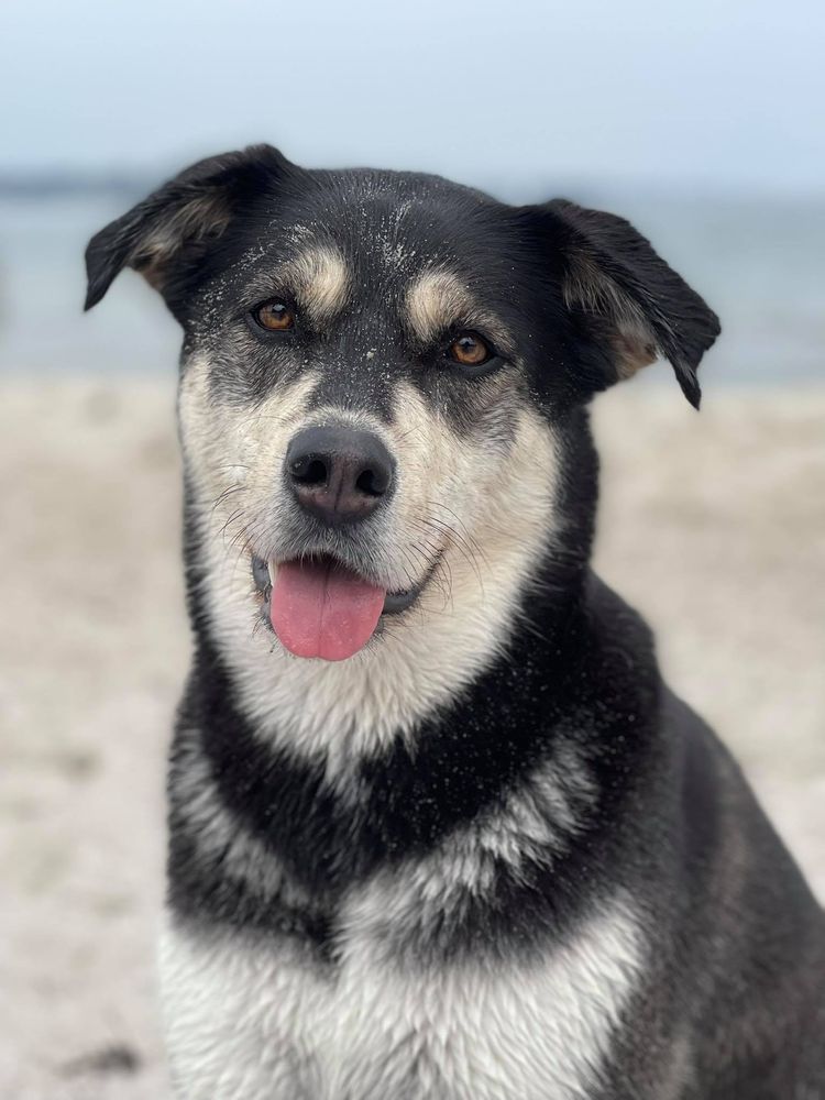 Siberian Retriever © Carmen Peters Hund,Hunderasse,Fleischfresser,Schnurrhaare,Halsband,Schnauze,Arbeitstier,Begleithund,Sportliche Gruppe,Fell,