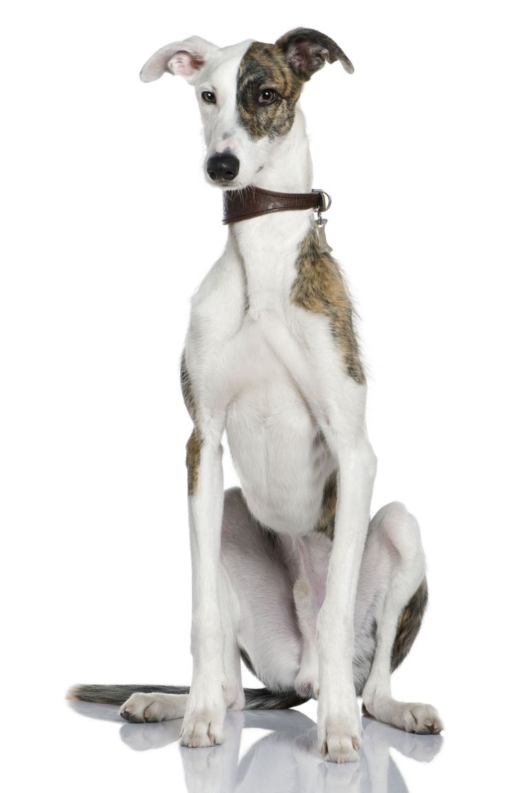 Dog, vertebrate, Canidae, mammal, dog breed, carnivore, greyhound, Galgo Español sitting on white background