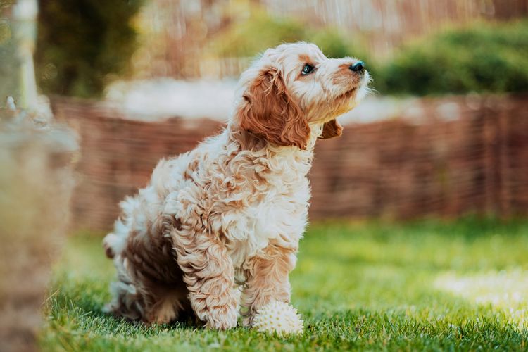 Skye Cockapoo Paw Patrol Dog, carnivore, water dog, grass, liver, companion dog, dog breed, muzzle, dog collar, gun dog,