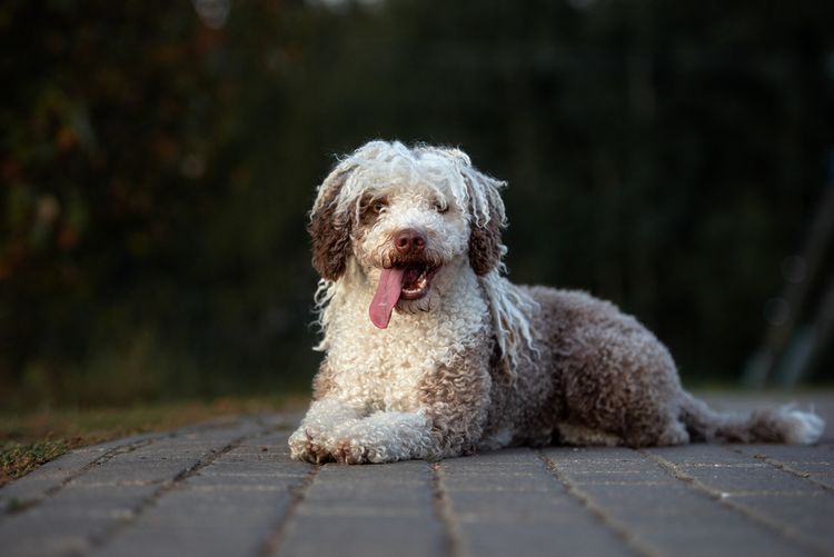 Dog,dog breed,carnivore,companion dog,muzzle,poodle,sporting group,asphalt,canidae,road surface,